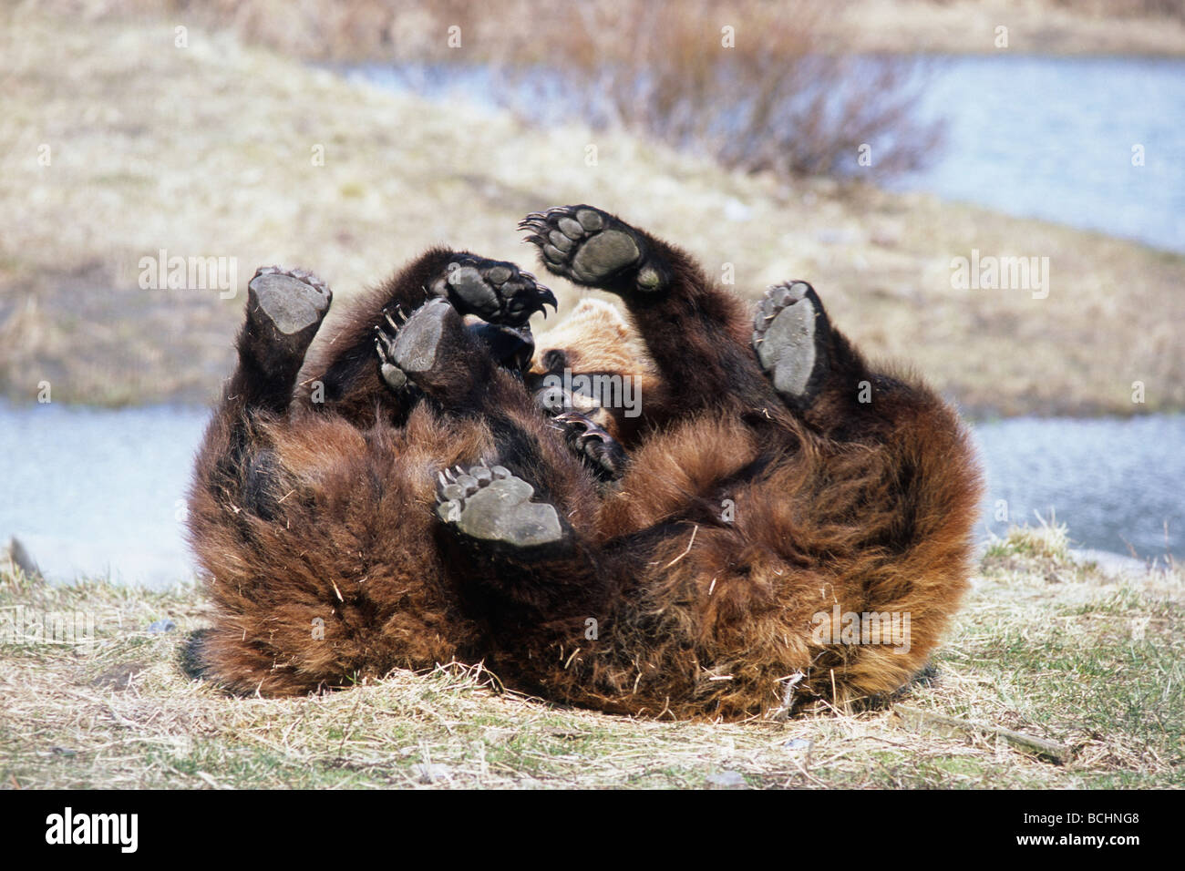 L'ours brun en captivité : deux à l'affiche à l'Alaska Wildlife Conservation Center au printemps dans le sud de l'Alaska prisonnier Banque D'Images