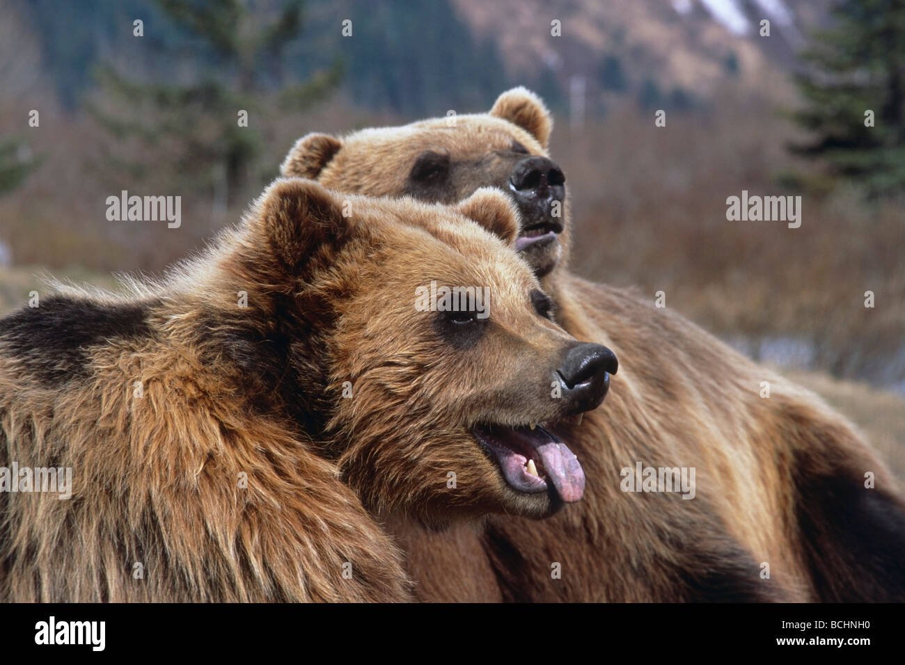 L'ours brun en captivité : deux à l'affiche à l'Alaska Wildlife Conservation Center au printemps dans le sud de l'Alaska prisonnier Banque D'Images