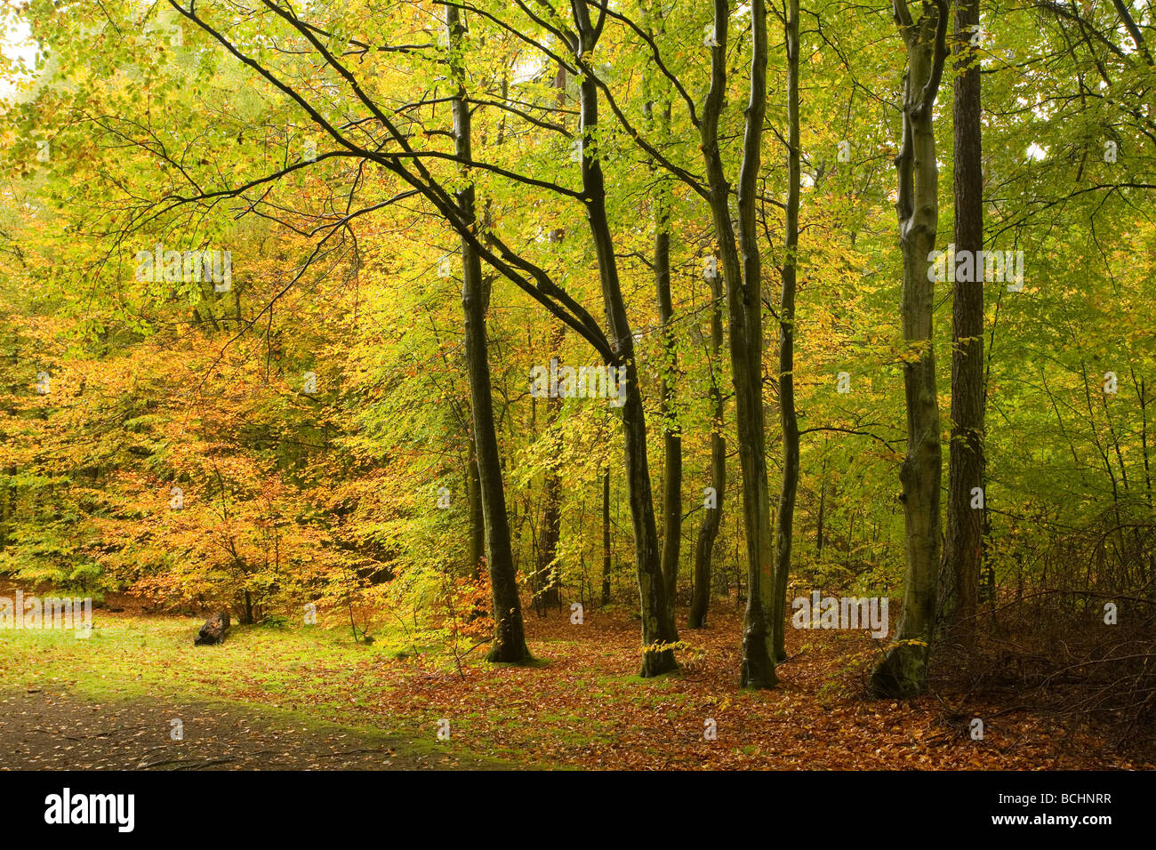 Les hêtres à Rishbeth Bois dans la forêt de Thetford dans couleurs d'automne. Banque D'Images