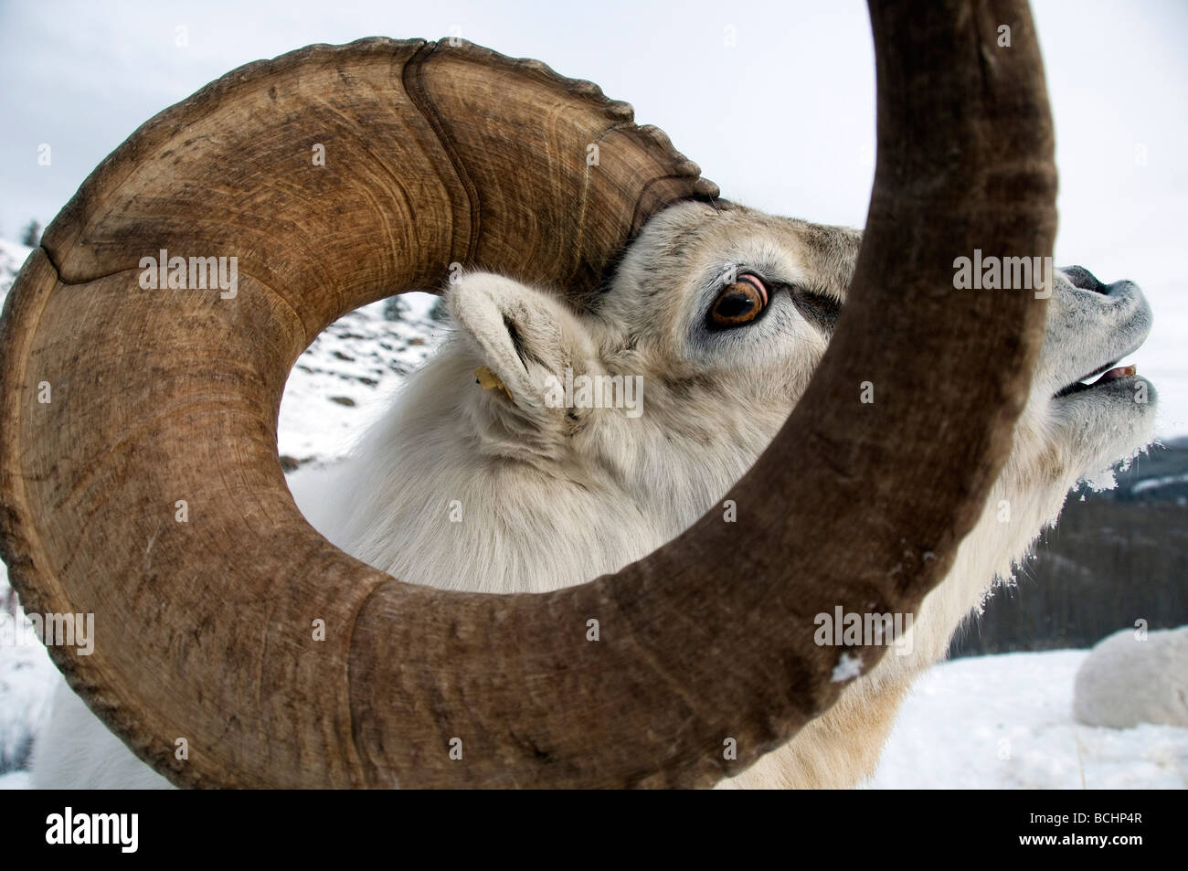 Close up of male Dall Territoire du Yukon, Canada au cours de l'hiver Banque D'Images