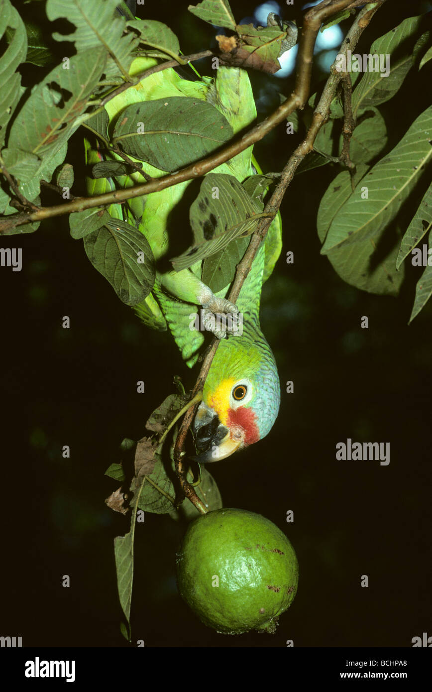 Red-Lored Amazon (Amazona autumnalis) manger goyave, Costa Rica Banque D'Images