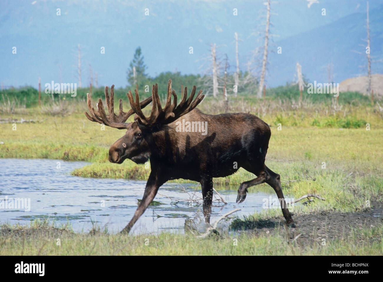 Captif : Bull Moose à marcher le long de l étang à l'Alaska Wildlife Conservation Center en été dans le sud de l'Alaska prisonnier Banque D'Images
