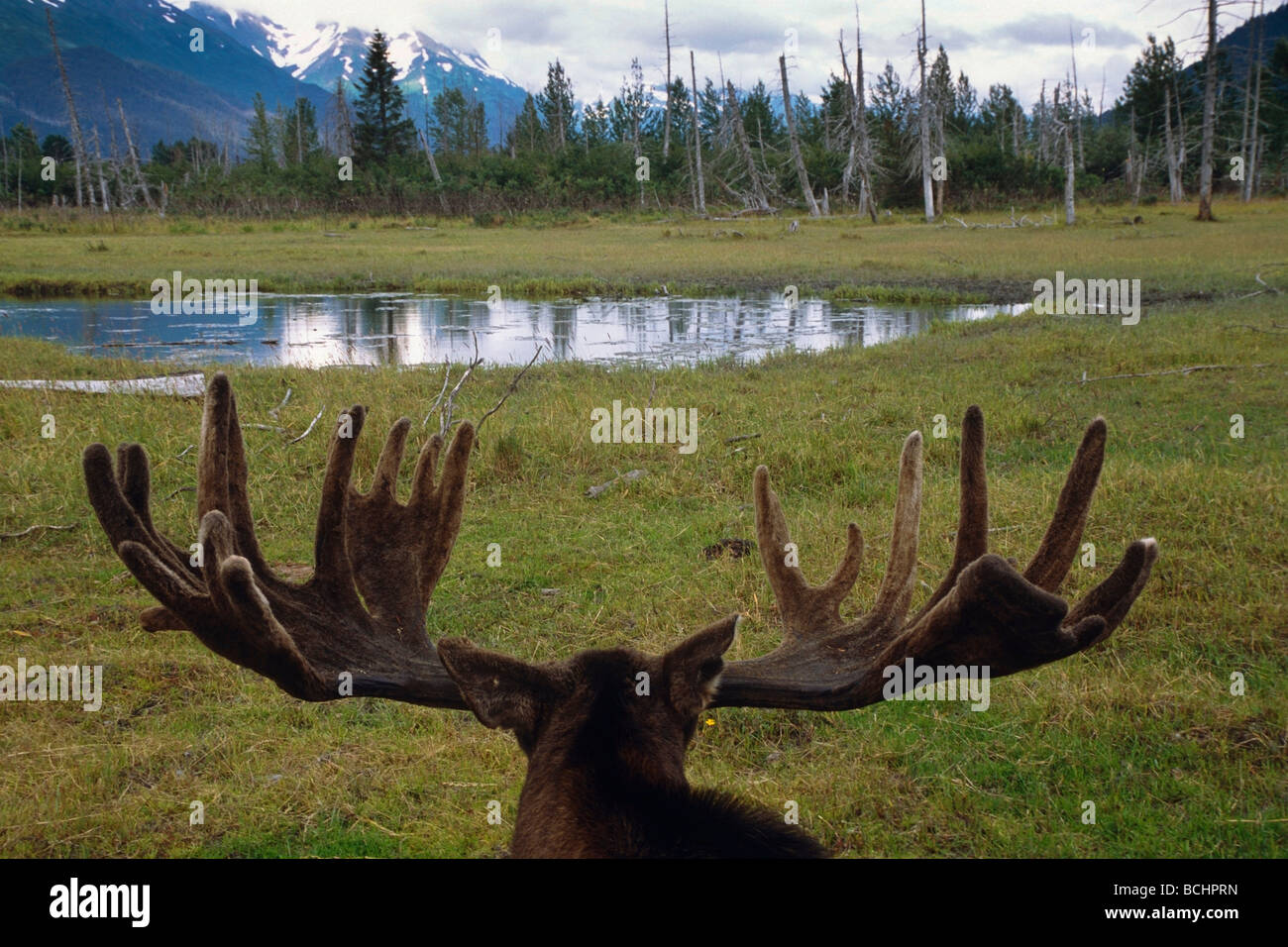 Bull Moose à l'ensemble de l'étang et paysage à l'Alaska Wildlife Conservation Center, Southcentral Alaska prisonnier Banque D'Images