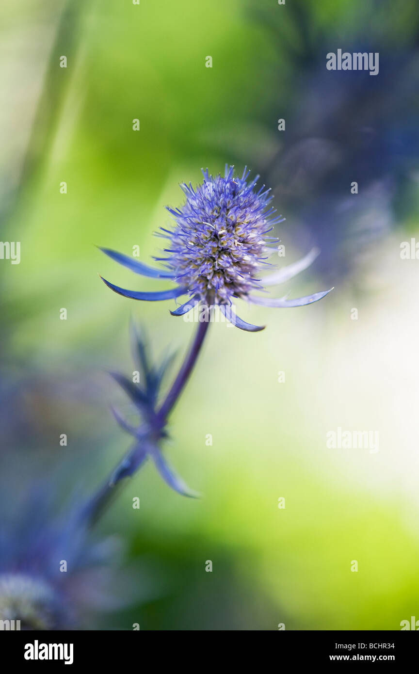 Eryngium planum 'Jade frost'. Fleur de houx de mer Photo Stock Alamy
