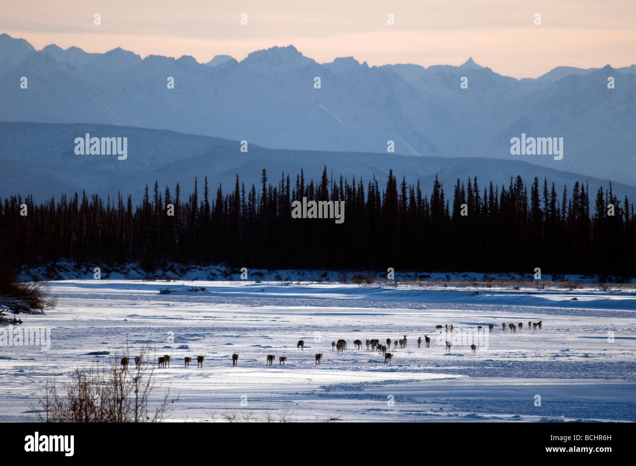 Nelchina troupeau de caribous de la toundra, traversant la rivière à Tetlin National Wildlife Refuge, en Alaska Banque D'Images