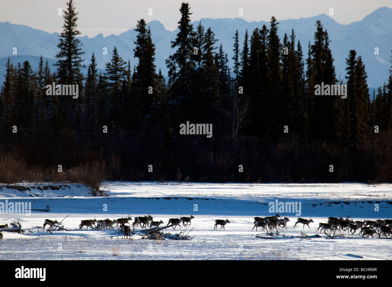Nelchina troupeau de caribous de la toundra, traversant la rivière à Tetlin National Wildlife Refuge, en Alaska Banque D'Images