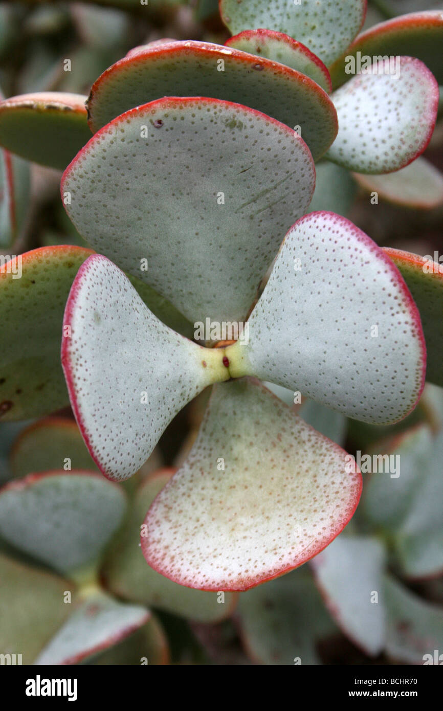 Usine de Dollar en argent ou Beestebul crassula arborescens prises dans Calderstones Park, Liverpool, Royaume-Uni Banque D'Images