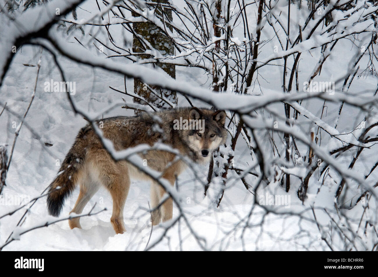 Loup gris entre les arbres neige durant l'hiver en Alaska Banque D'Images