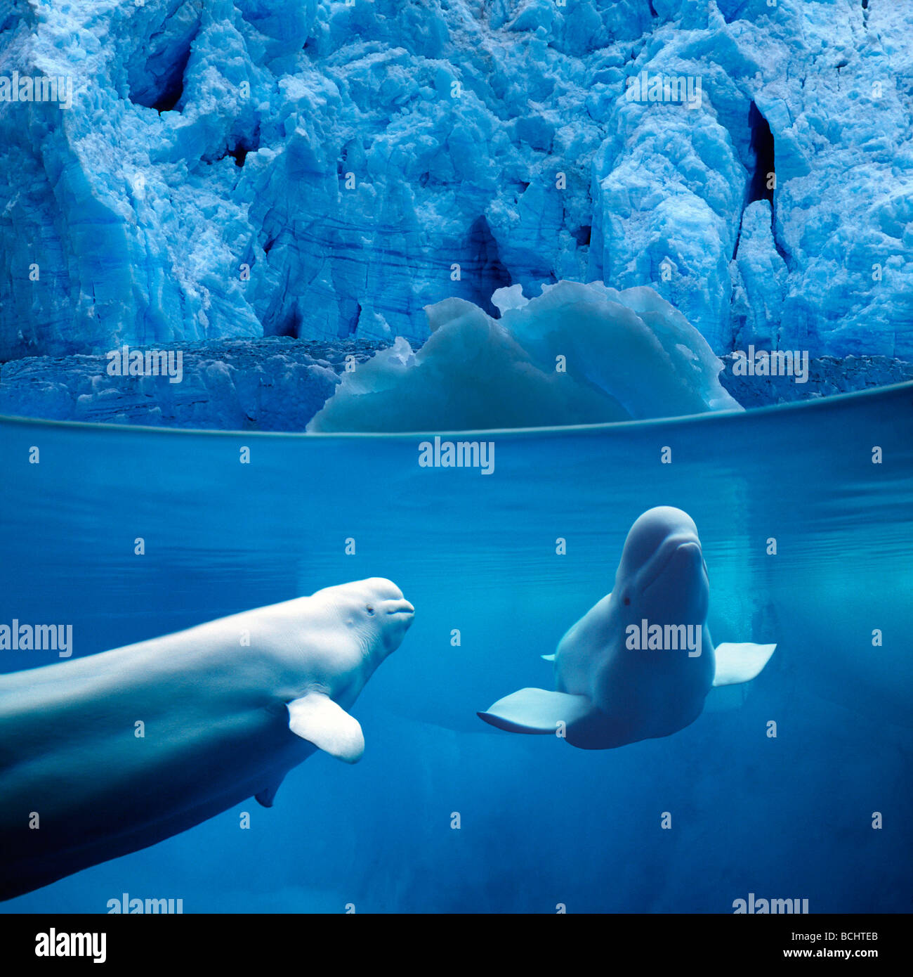 Sous-marins les bélugas w/View de composite de Glacier Banque D'Images