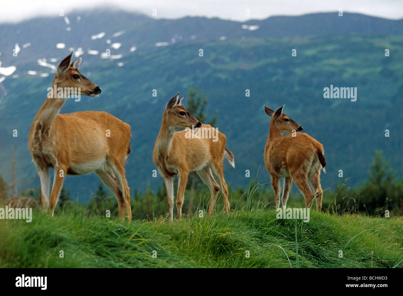 Blacktail Sitka n sur Ridge AK captifs Big Game de l'Alaska l'été SC Banque D'Images