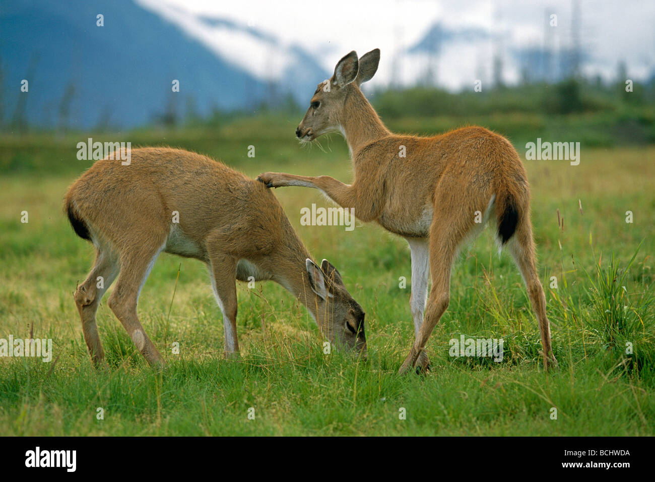 Blacktail Doe Sitka @ frappe un autre captif Doe SC AK Grand Jeu d'été en Alaska Banque D'Images