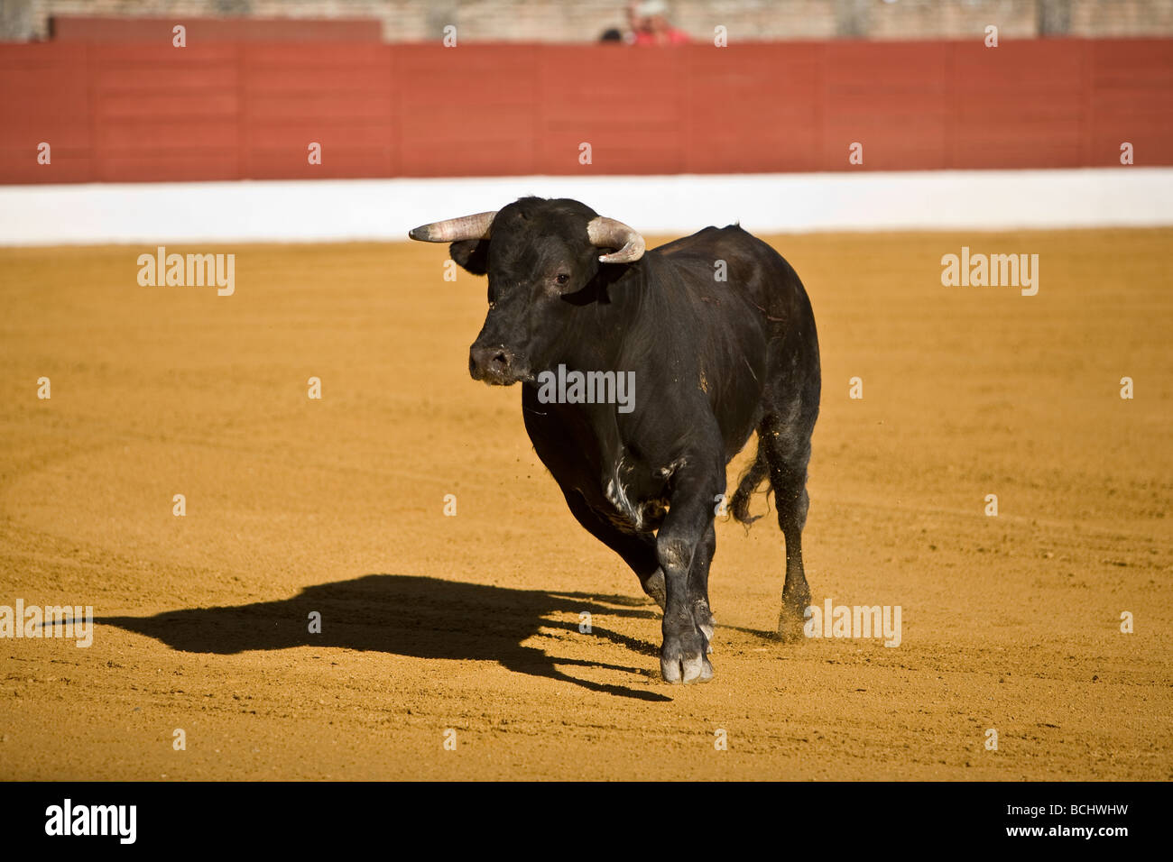 Bull dans la tauromachie en Espagne festival Banque D'Images