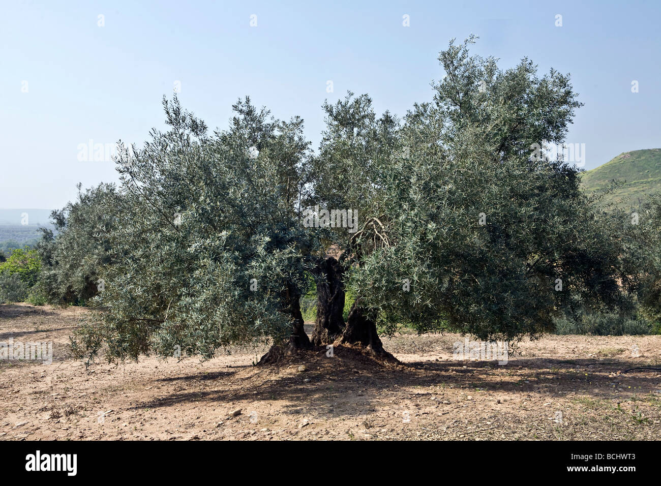 Récolte d'olive dans un champ, Espagne Banque D'Images