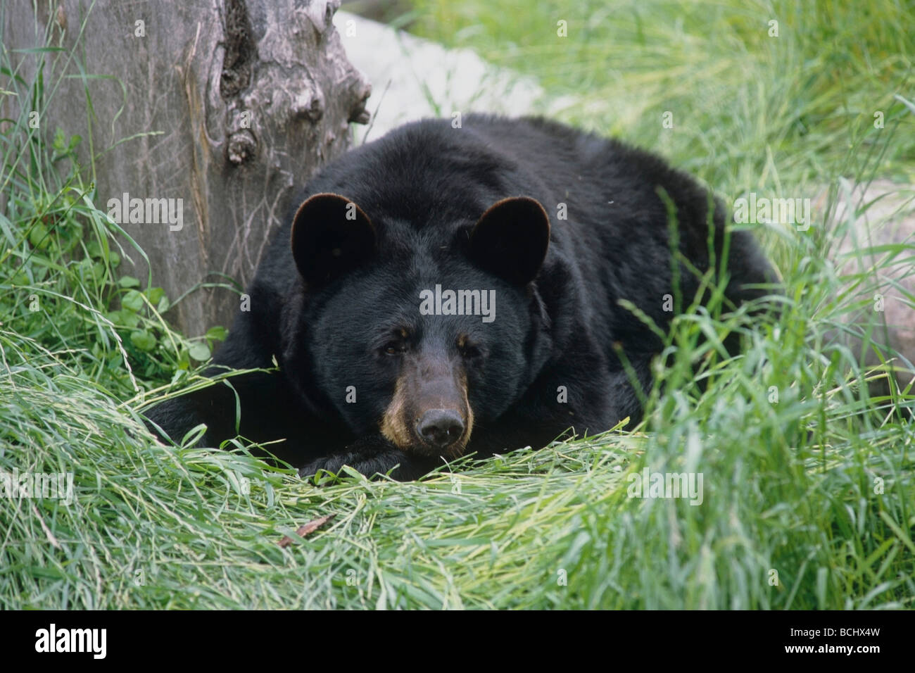 Portrait d'un ours noir s'étendant dans l'herbe à l'Alaska Wildlife Conservation Center durant l'été au centre de l'Alaska prisonnier Banque D'Images