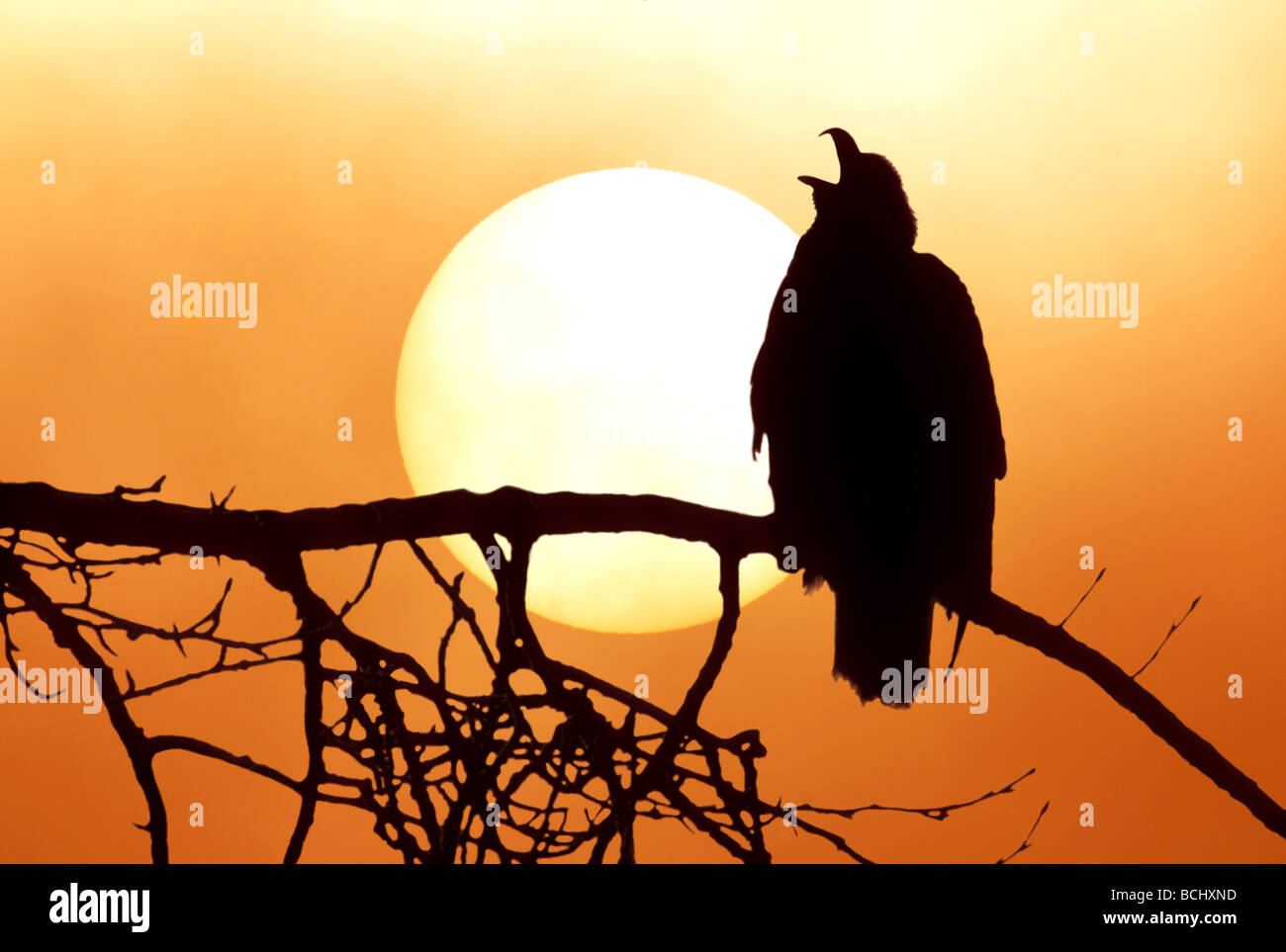 Silhouette de Pygargue à tête blanche sur la branche au coucher du soleil, Digital Composite Banque D'Images