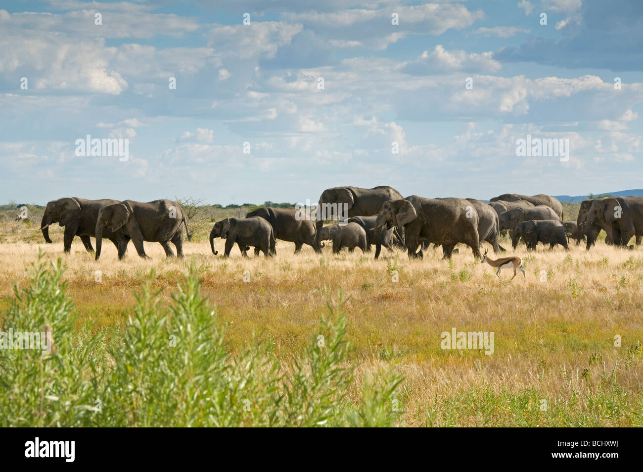Troupeau d'éléphants sauvages sur le passage dans le parc national d'Etosha en Namibie Banque D'Images