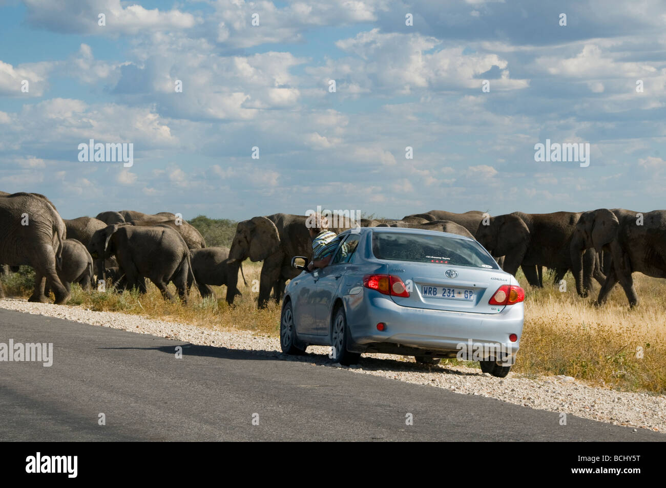 Troupeau d'éléphants sous surveillance par touriste au Parc National d'Etosha en Namibie Banque D'Images