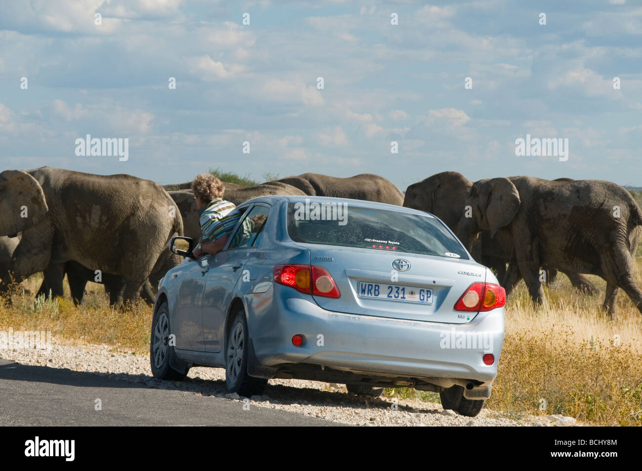 Troupeau d'éléphants sous surveillance par touriste au Parc National d'Etosha en Namibie Banque D'Images