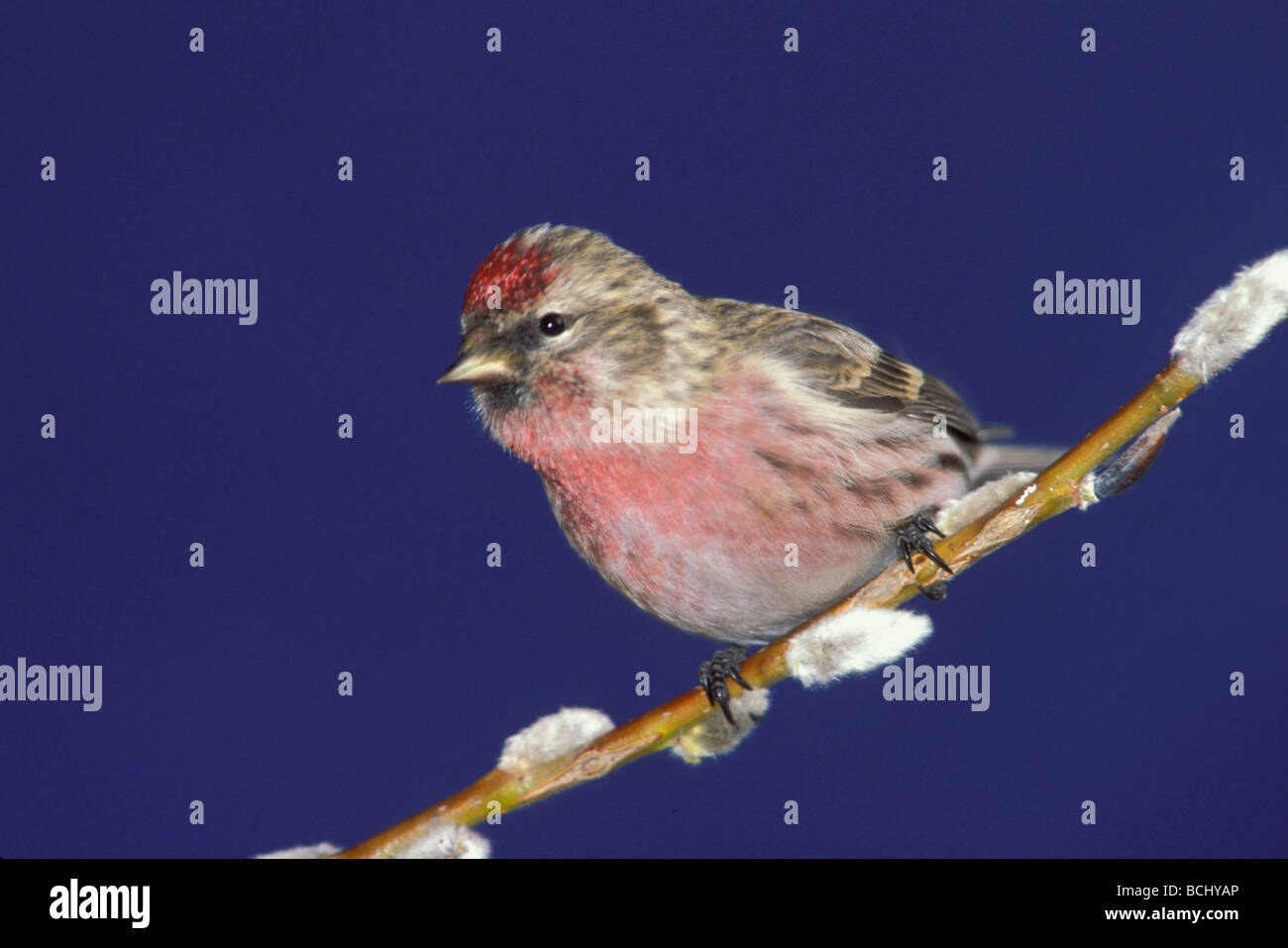 Sizerin flammé sur Pussy Willow Branch en Alaska Printemps Banque D'Images