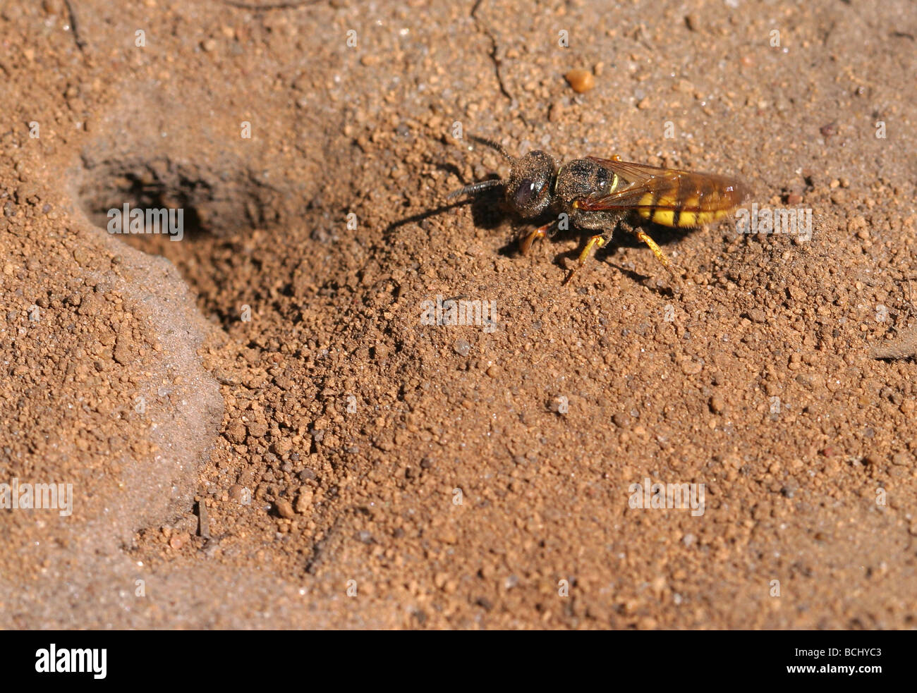 Digger wasp Sphecidae à l'entrée de son terrier de sable Banque D'Images