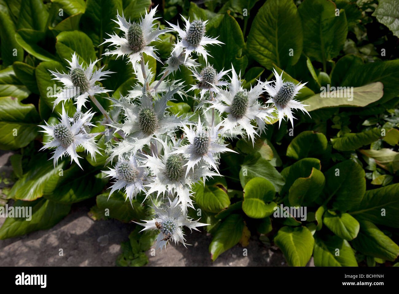 Les abeilles du miel sur l'usine chardon blanc Banque D'Images