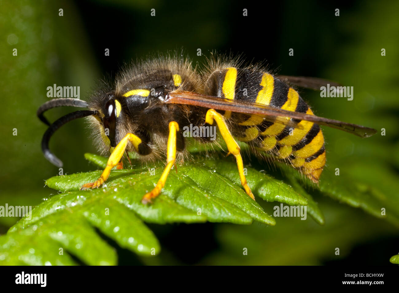 Tree Wasp Vespa sylvestris Derbyshire Banque D'Images