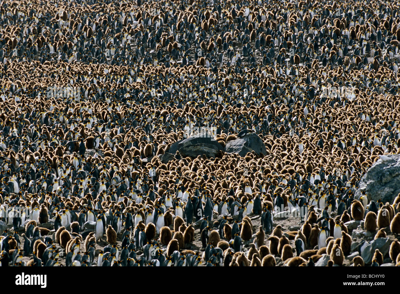 L'agrégation dense de manchots royaux et poussins de St Andrews Bay Antarctique S.Georgia est Banque D'Images
