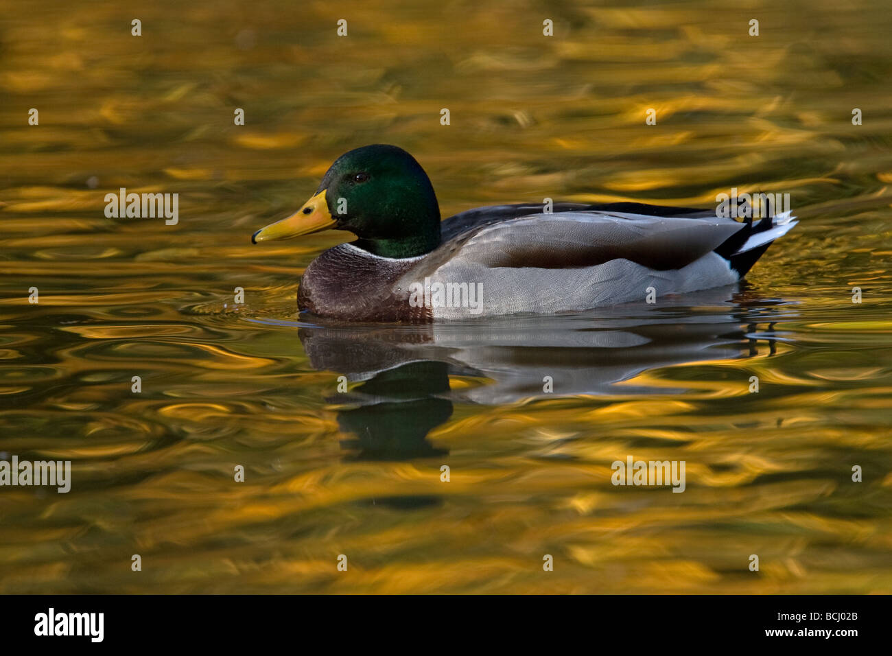 Un drake mallard sur l'eau en raison de feuillage de l'automne à Slimbridge WWT, Gloucestershire, Royaume-Uni Banque D'Images