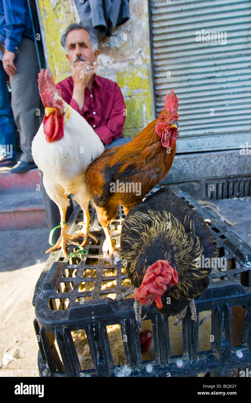 Poulets vivants fournisseur sur le marché à Hamadan Iran Banque D'Images