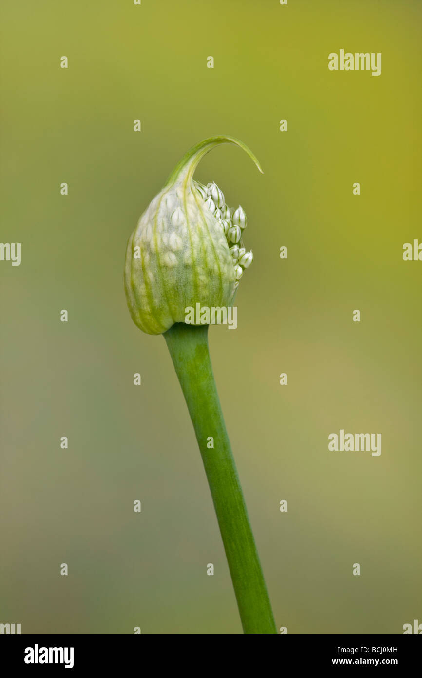 L'échalote ou l'Oignon Allium ascalonicum fleurs Banque D'Images