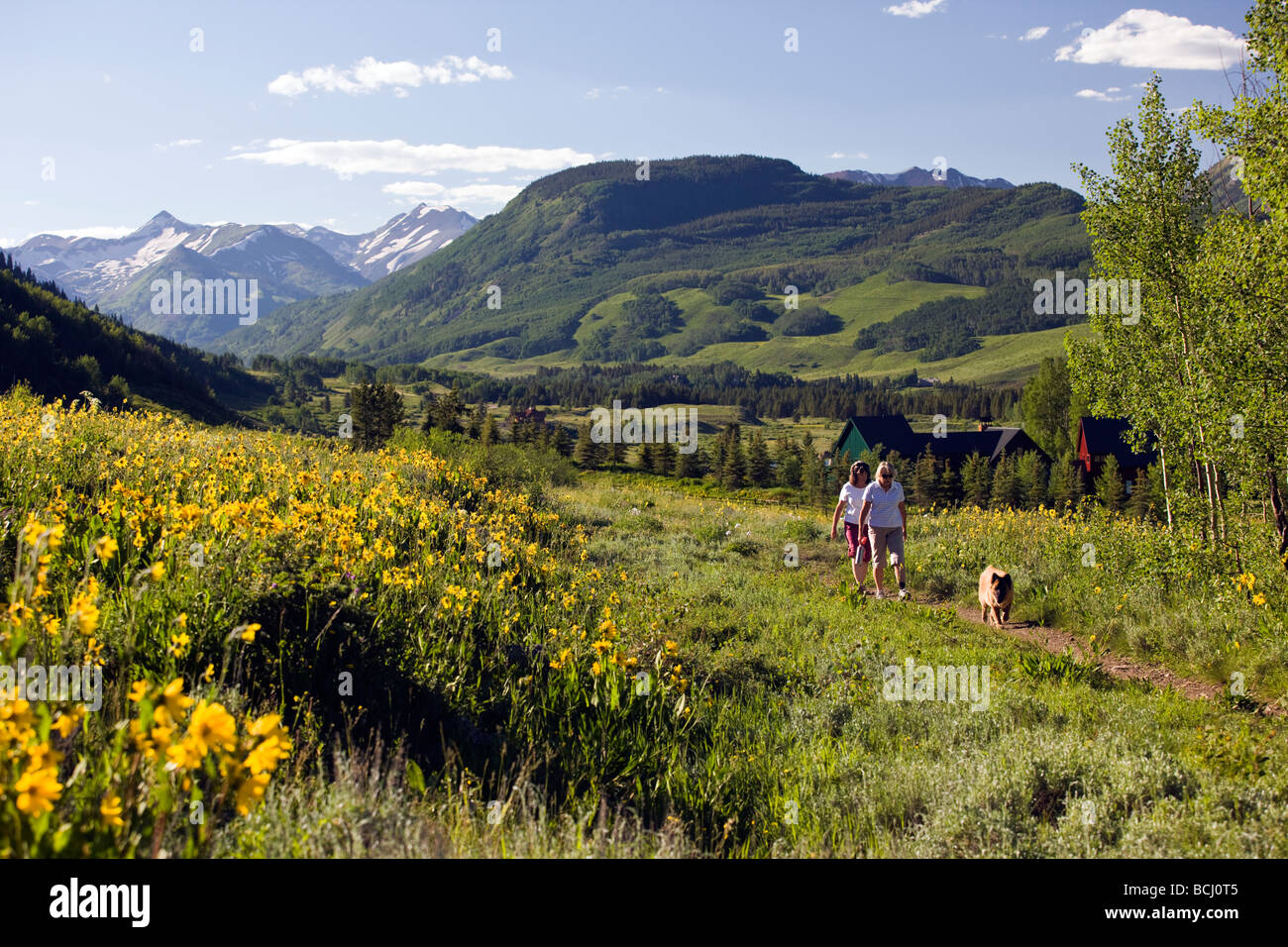 S Mule Ears Asteraceae famille grandir dans un pré le long du sentier de marche Woods USA Colorado Crested Butte Banque D'Images