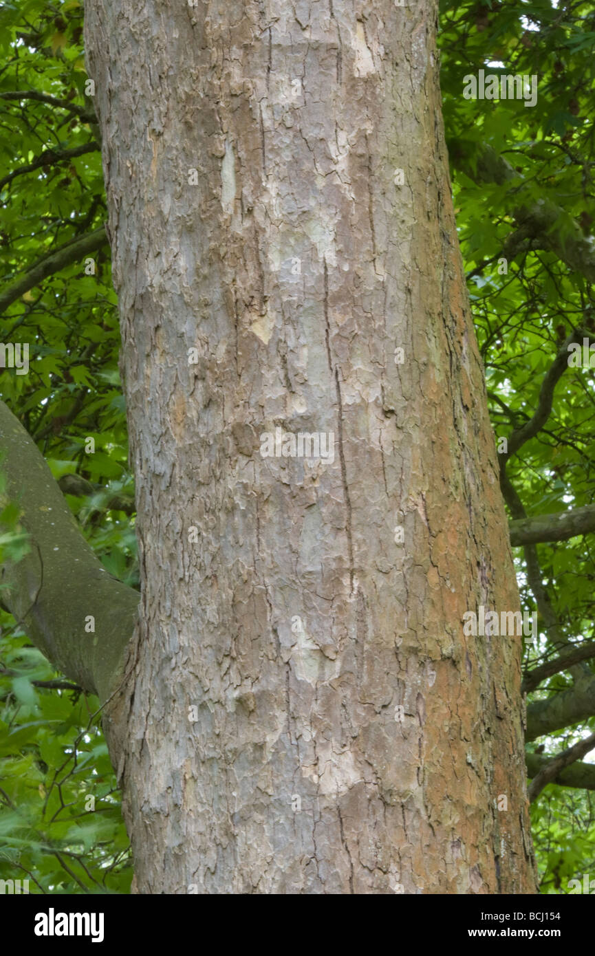 Platanus x acerifolia Cantabrigiensis close up d'écorce origine jardin Banque D'Images