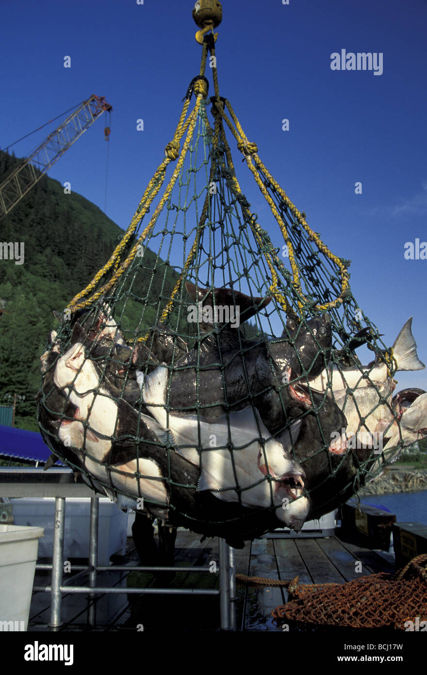 Flétan de déchargement de bateau commercial SE Alaska Summer Banque D'Images
