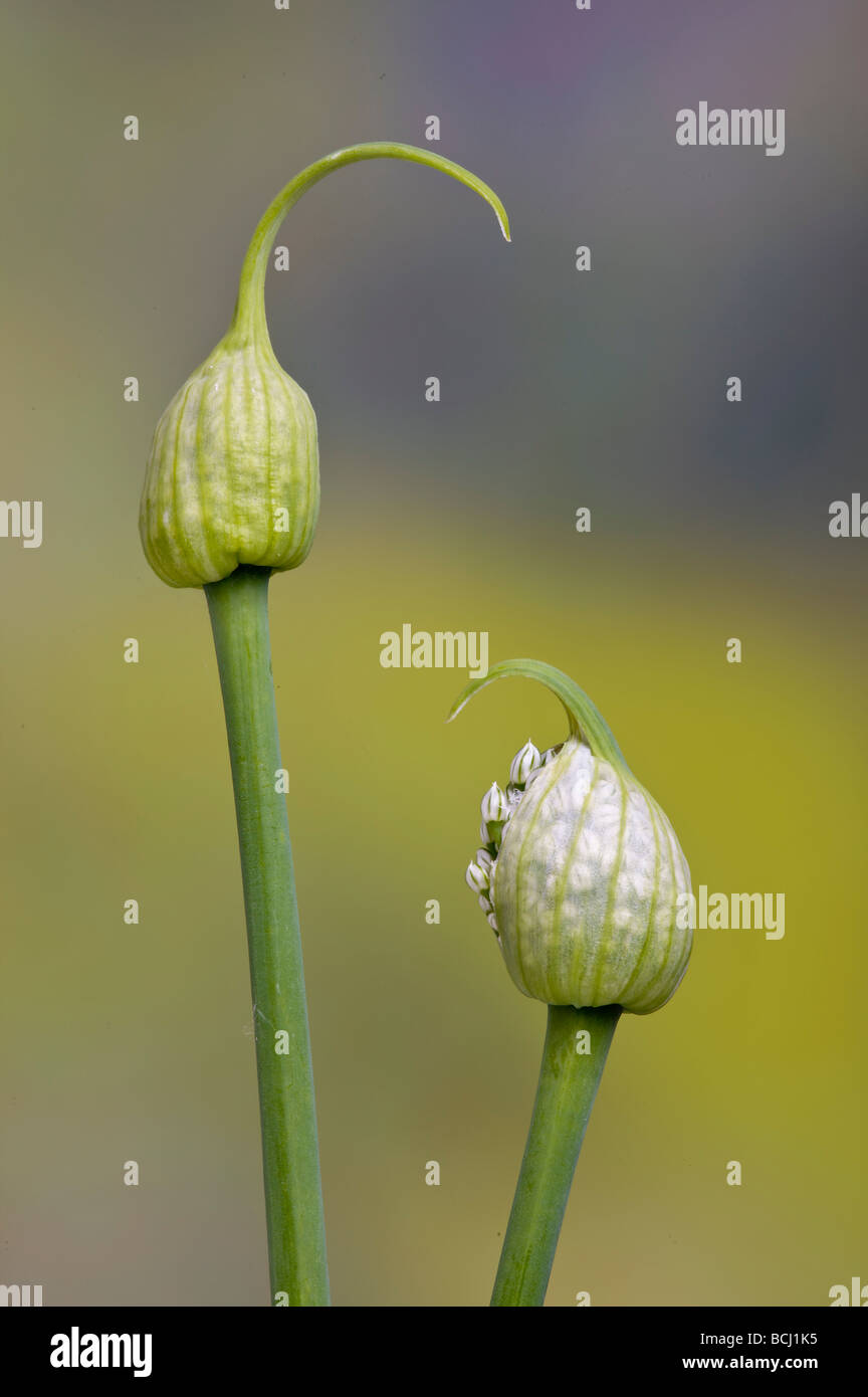 L'échalote ou l'Oignon Allium ascalonicum fleurs Banque D'Images