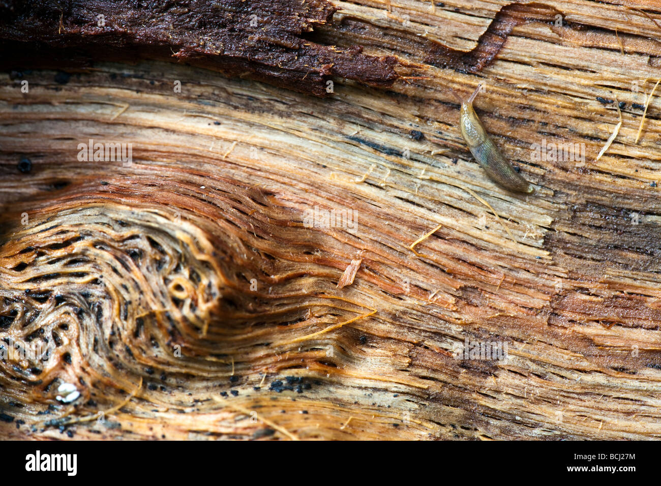 Slug sur Se connecter dans les bois du nord de Central Park à New York City avec dommages de termite Banque D'Images