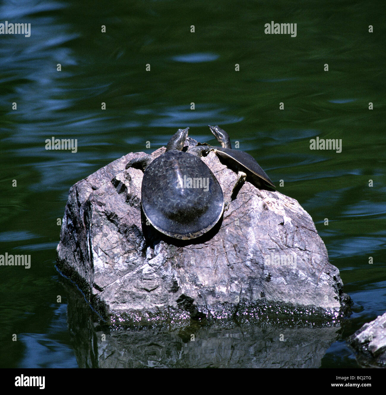 Les tortues à carapace molle dans le parc du Golden Gate San Francisco, Californie Photo Stock