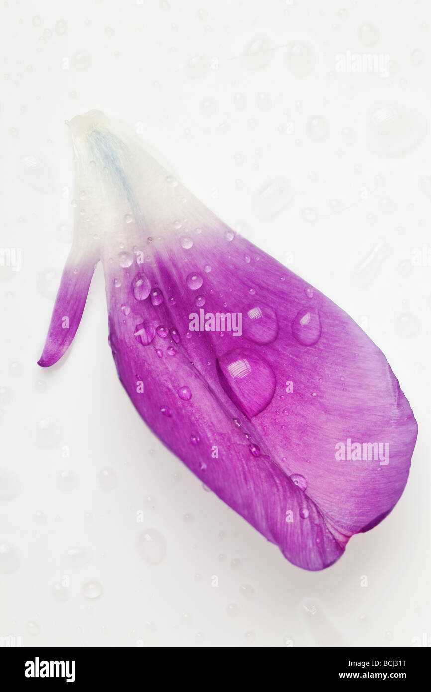 Purple tulip petals isolé sur fond blanc Banque D'Images