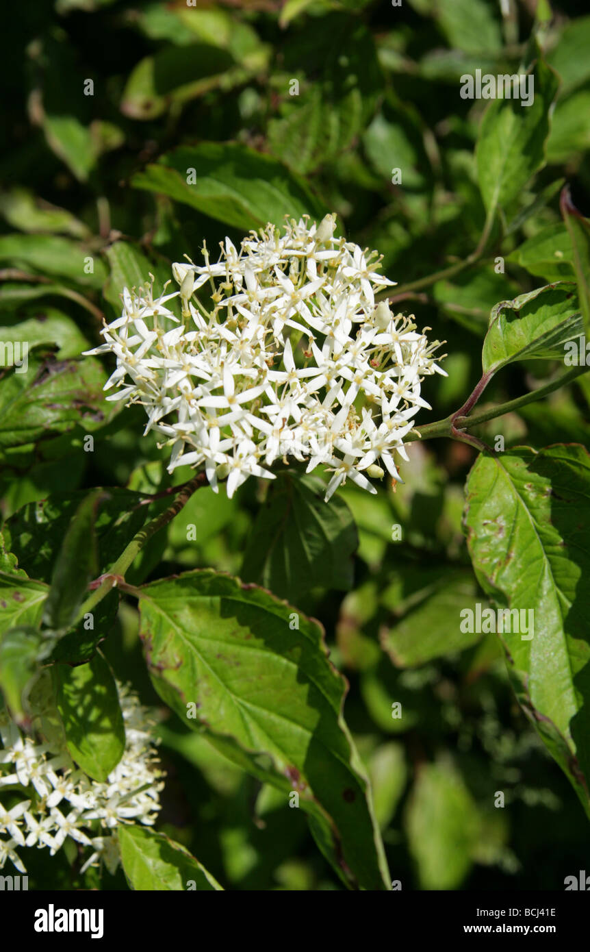 Dogwood Cornaceae Cornus sanguinea,, Banque D'Images