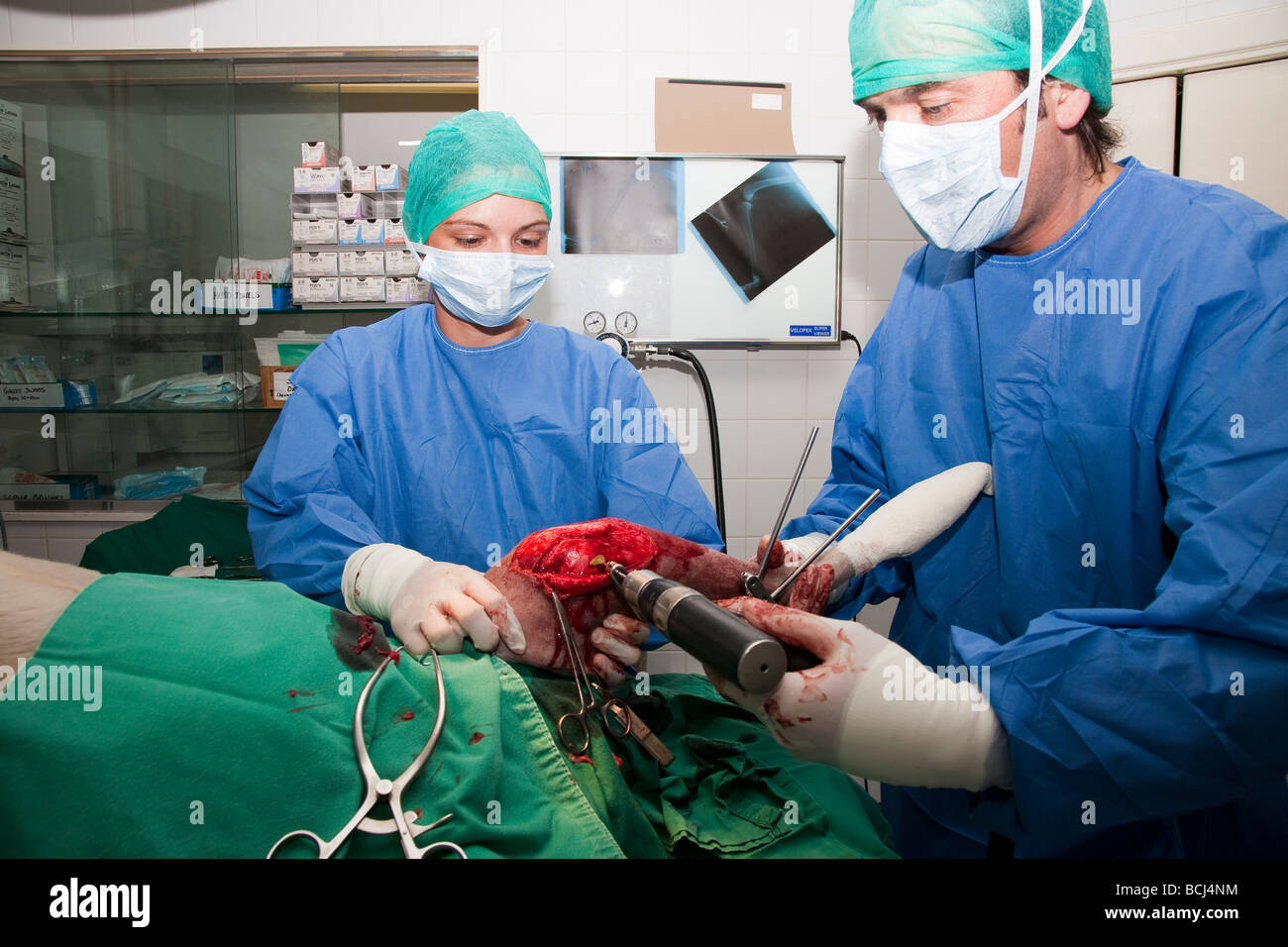 Le placement dans une sauteuse TPLO chirurgie dans un chien Banque D'Images Le placement dans une sauteuse TPLO chirurgie dans un chien Banque D'Images