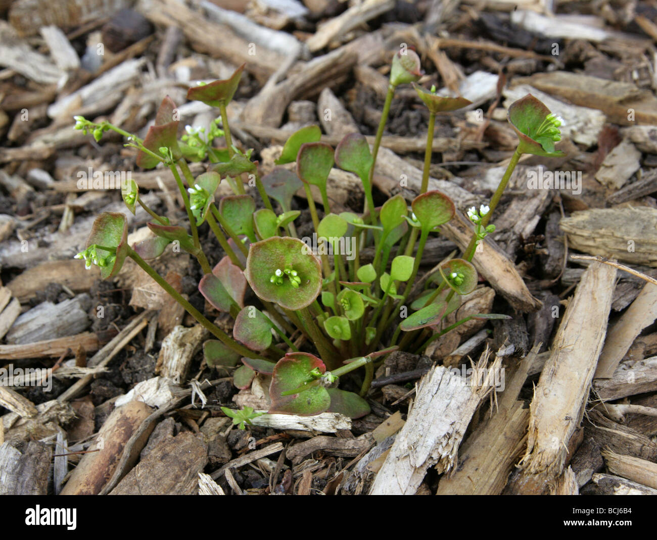 Miner la mâche, pourpier d'hiver, printemps beauté ou laitue indienne, Claytonia perfoliata chez le Montia perfoliata chez Portulacaceae, syn Banque D'Images