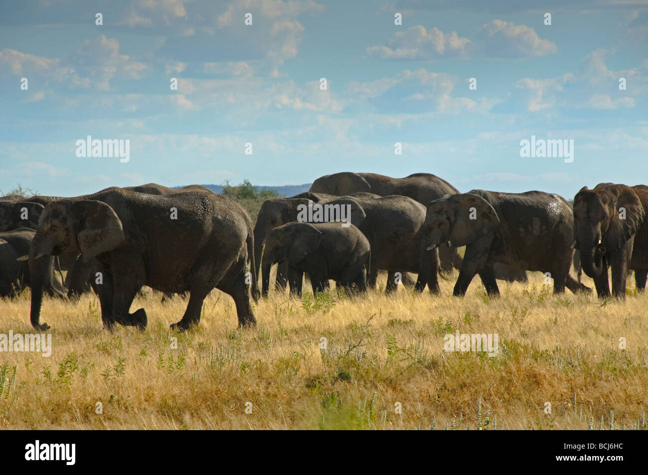 Troupeau d'éléphants sauvages sur le passage dans le parc national d'Etosha en Namibie Banque D'Images