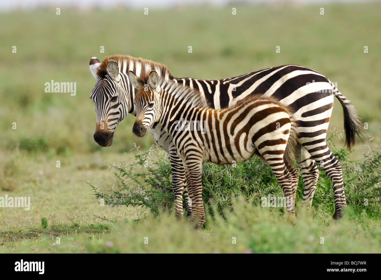 Stock photo d'un zèbre et mère, Poulain, Ndutu Tanzanie, février 2009. Banque D'Images