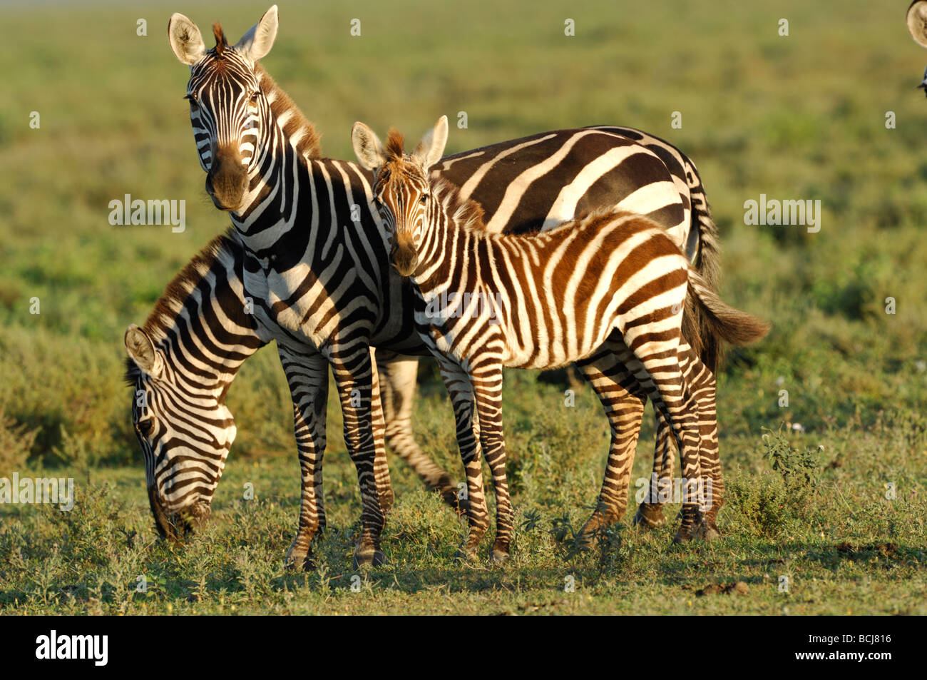 Stock photo d'un zèbre et mère, Poulain, Ndutu Tanzanie, février 2009. Banque D'Images