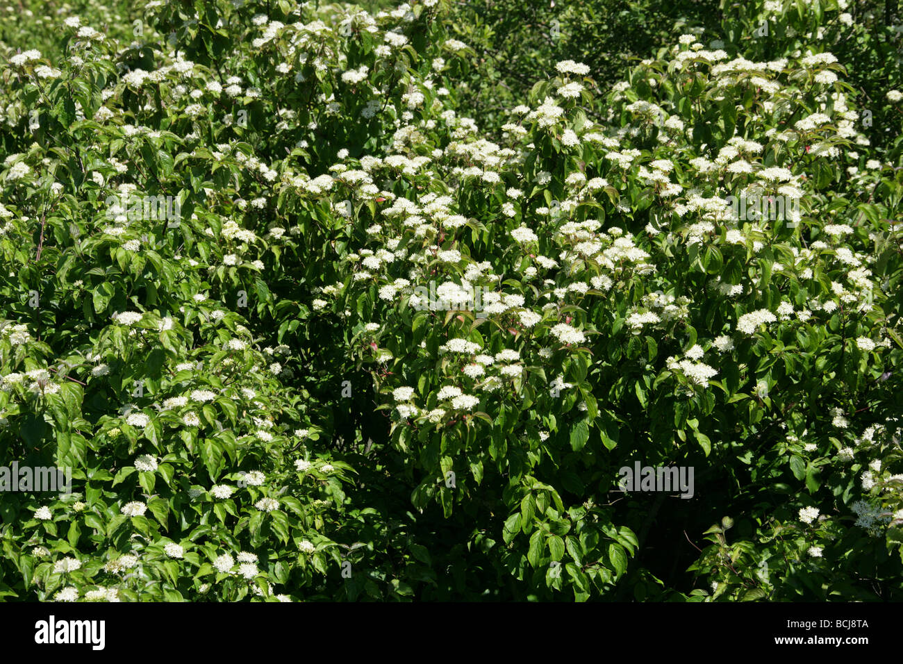 Wayfaring Tree, Viburnum lantana, Adoxaceae Banque D'Images