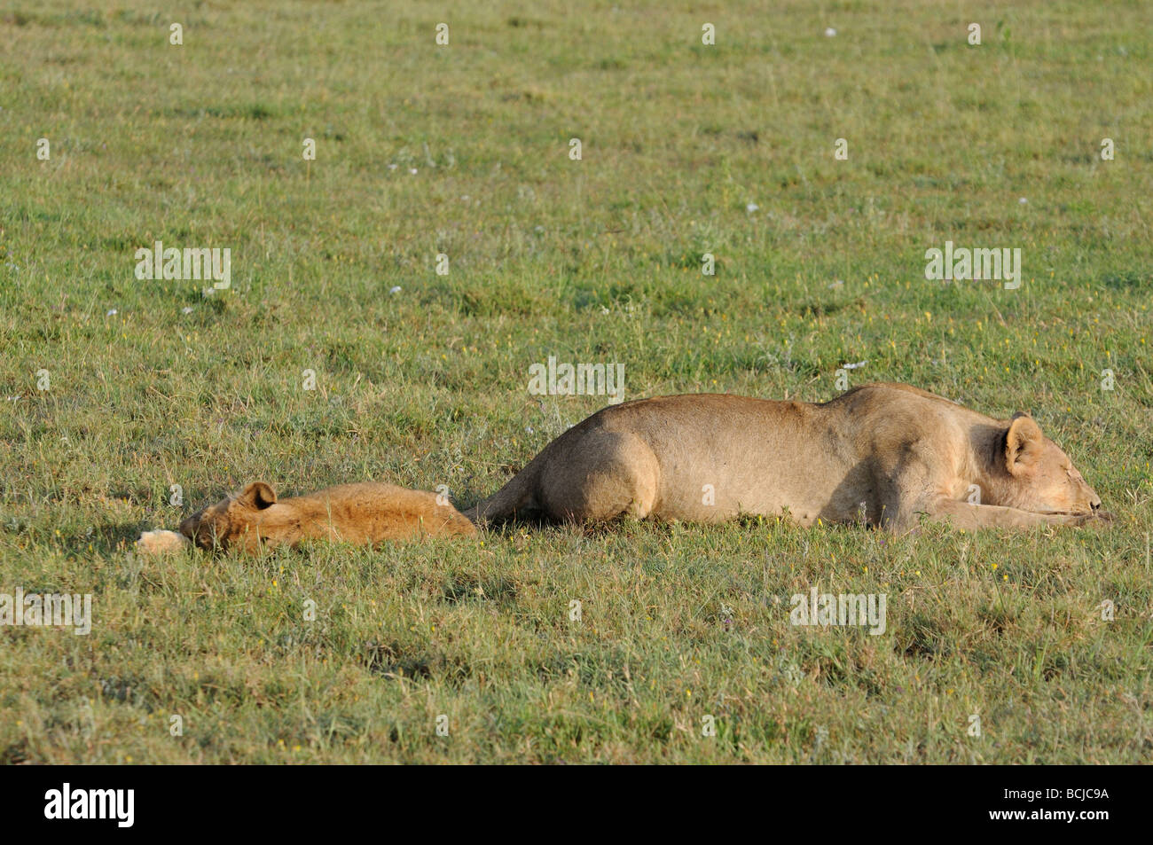 Stock photo d'une lionne en appui sur les plaines du Serengeti, Tanzanie, février 2009. Banque D'Images