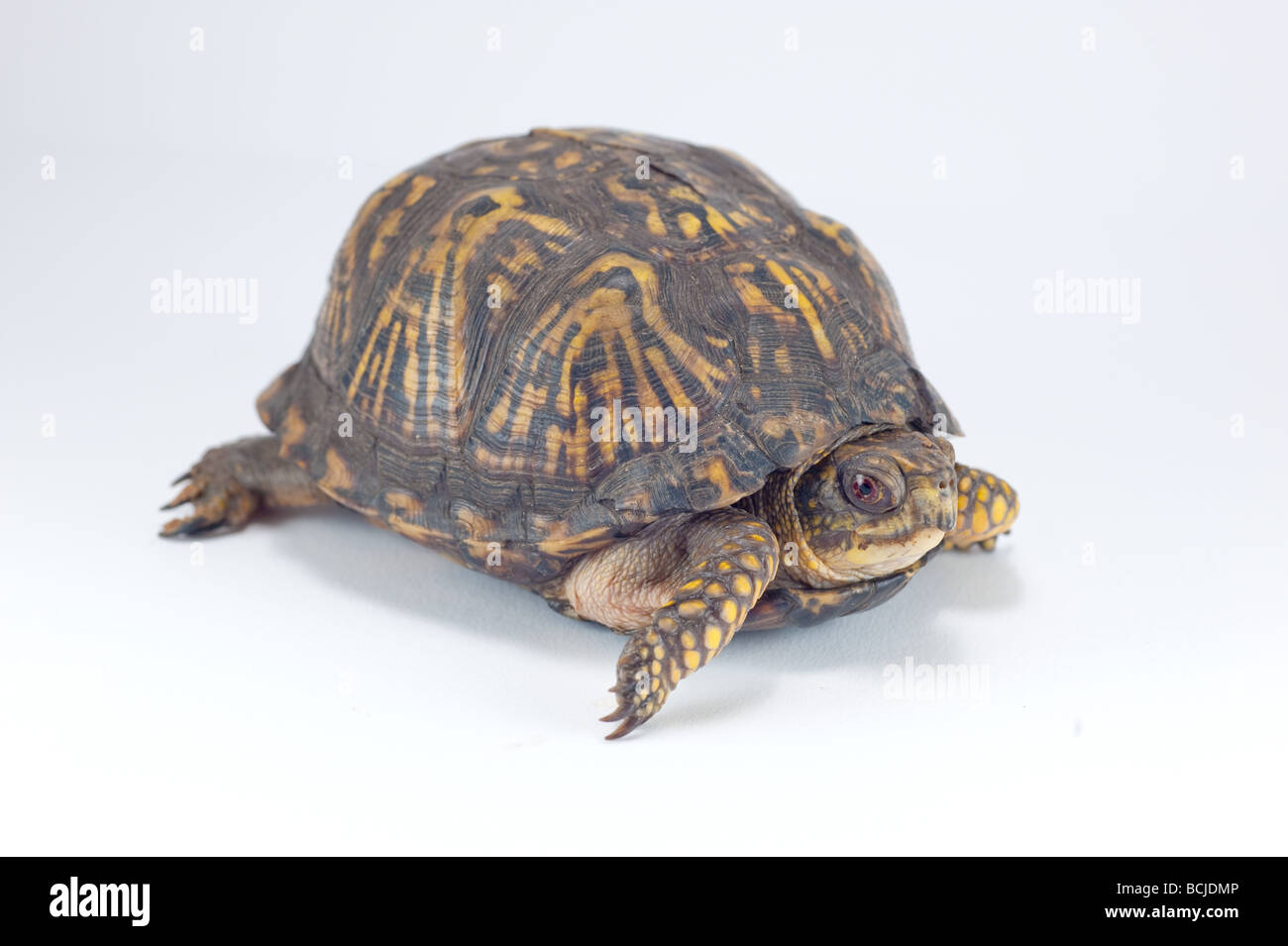 American box turtle isolated on white Banque D'Images