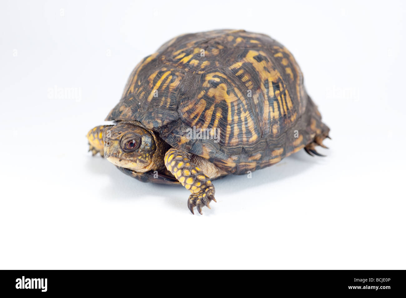 American box turtle isolated on white Banque D'Images