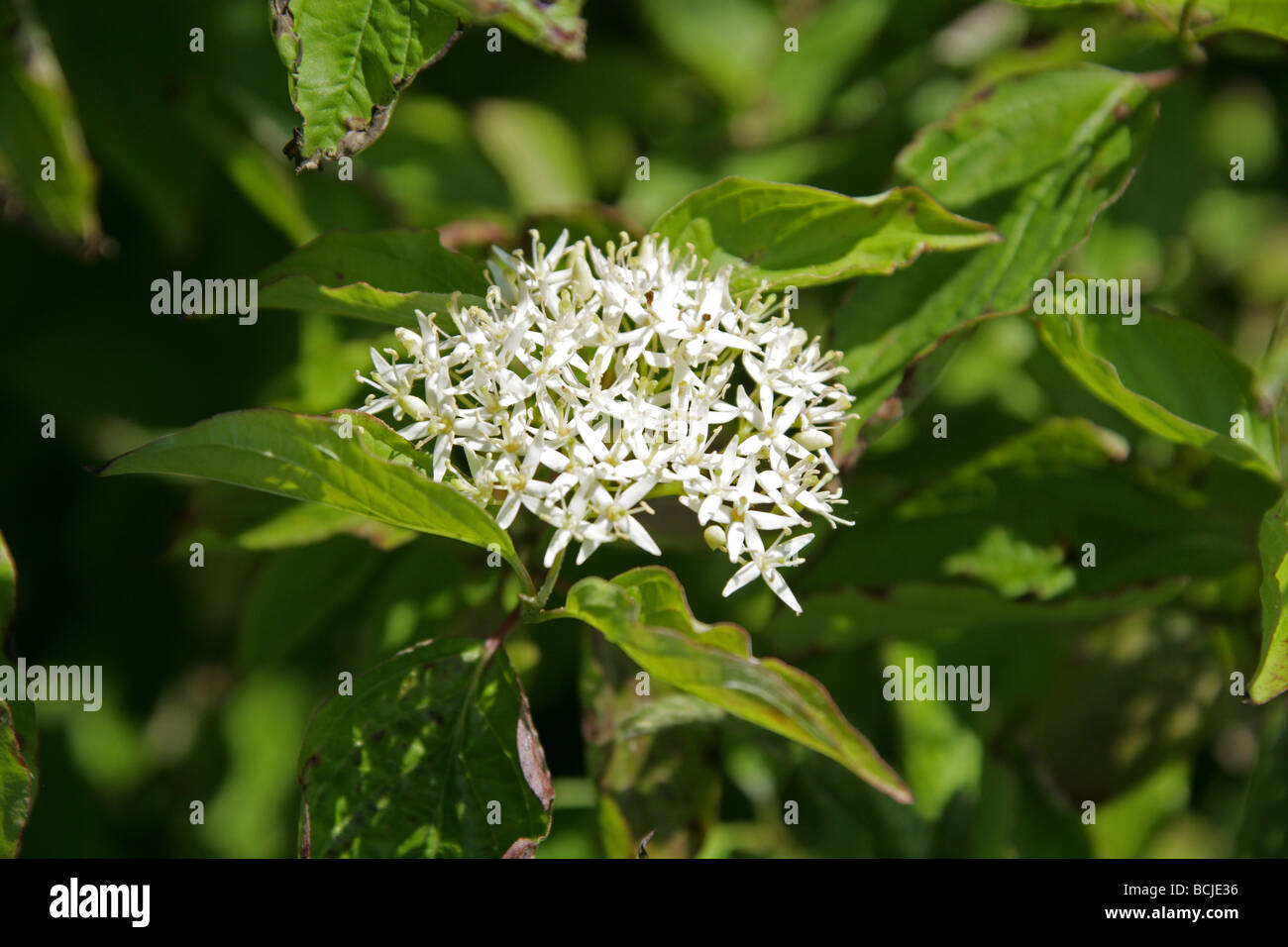 Dogwood Cornaceae Cornus sanguinea,, Banque D'Images