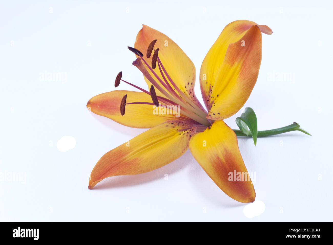 Tigre orange et jaune fleur de lys ou lis du jour flower isolated on white Banque D'Images
