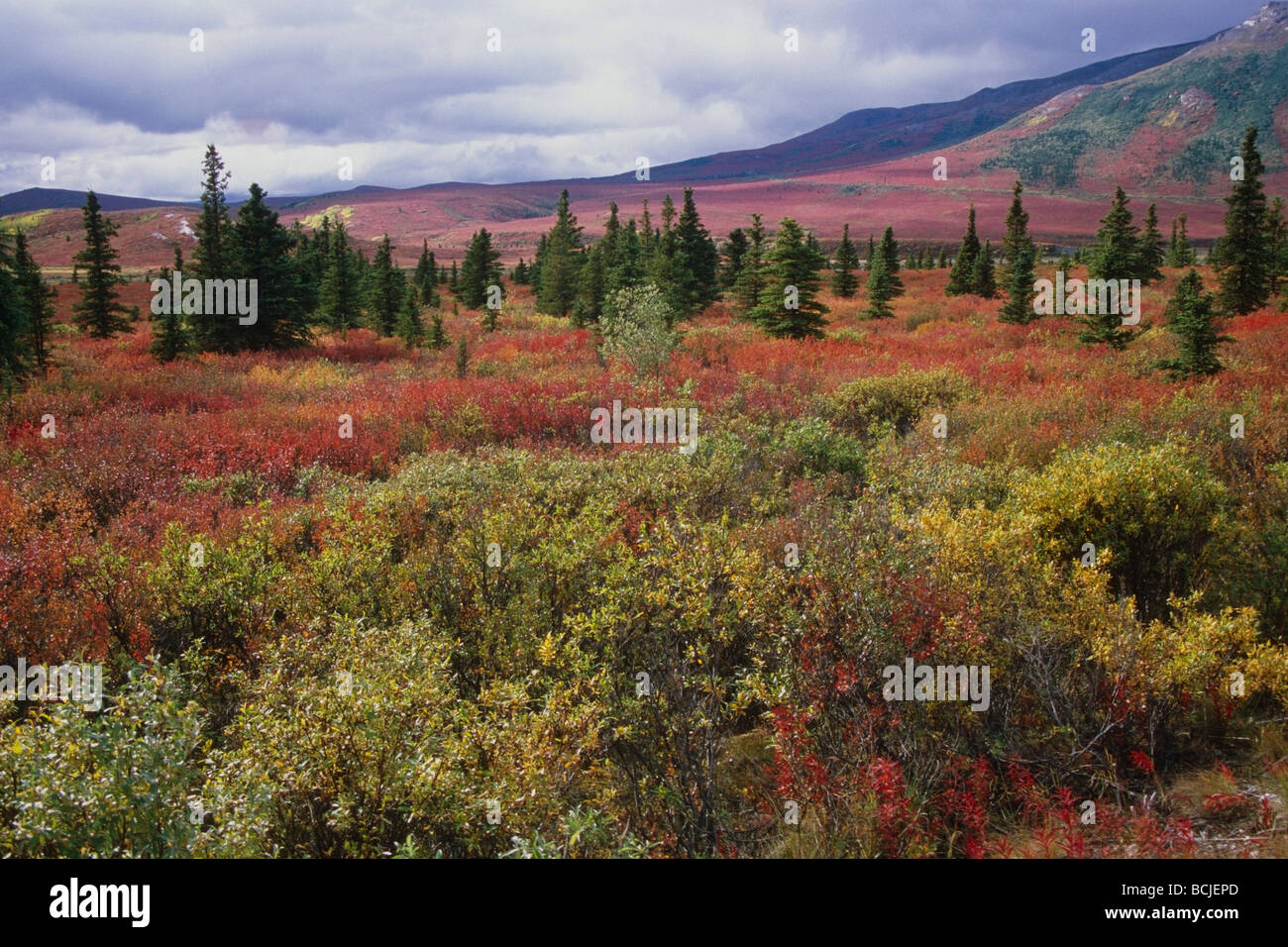 Vue panoramique de la toundra et la forêt boréale dans le Parc National Denali pendant les couleurs de l'automne à l'intérieur de l'Alaska. Banque D'Images